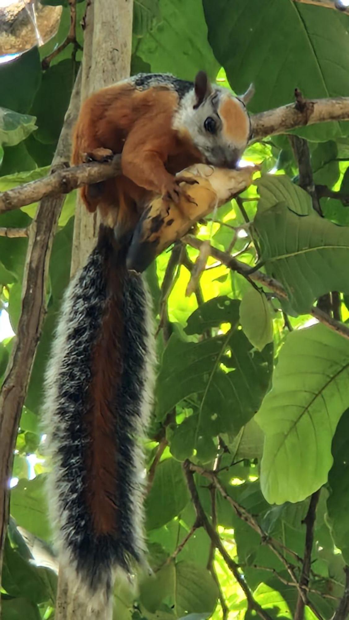 Villasjungle 1 Samara Luaran gambar