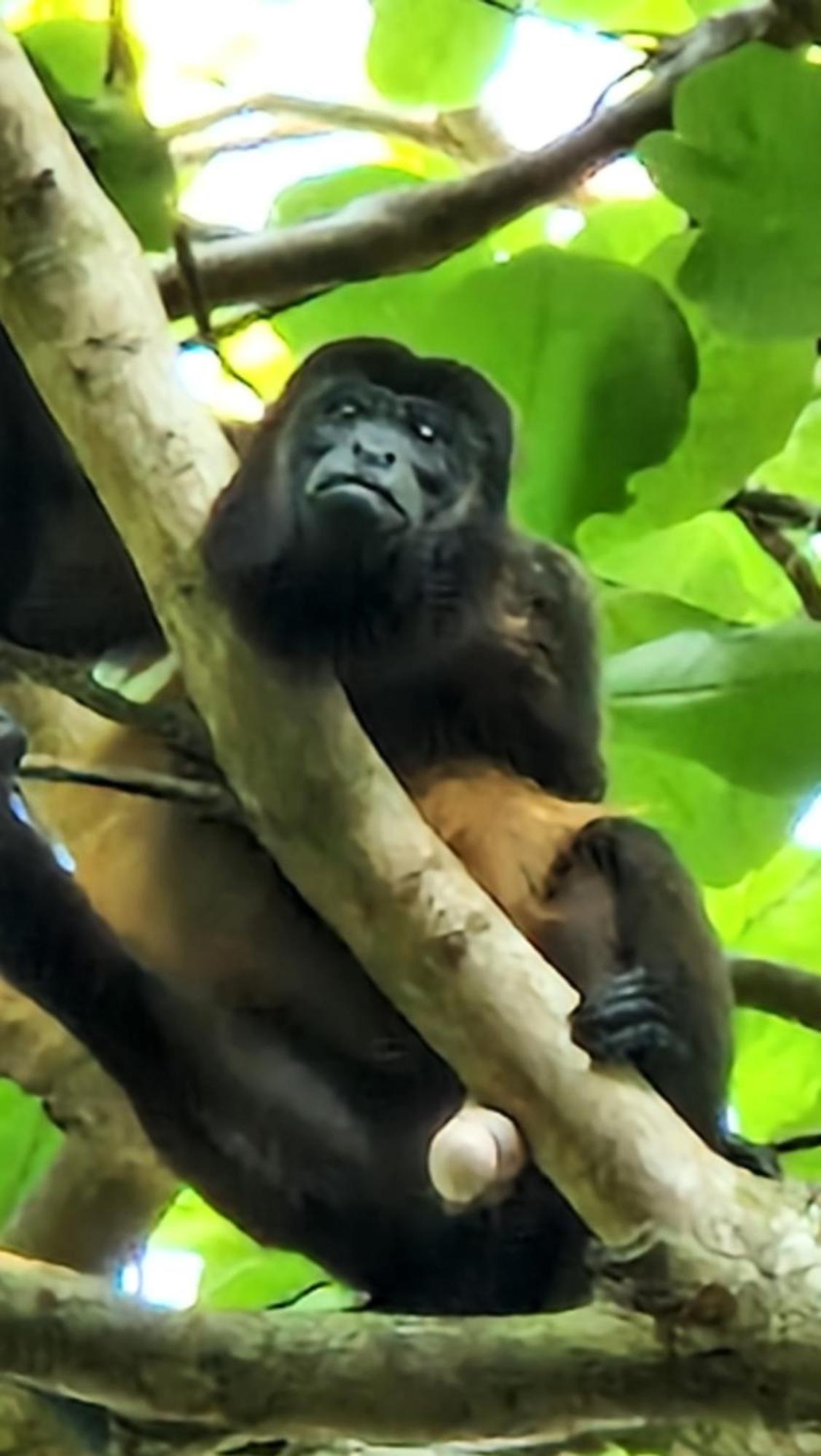 Villasjungle 1 Samara Luaran gambar